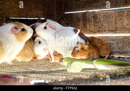 Guinea Pigs in hutch Stock Photo