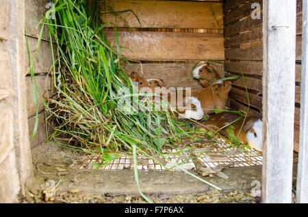Guinea Pigs in a hutch Stock Photo