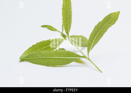 Lemon verbena (Aloysia citrodora) sprig on white background Stock Photo