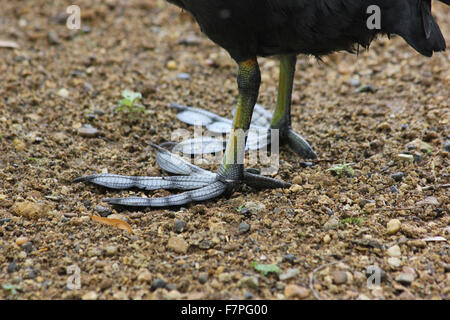 Legs and feet of a common coot (Fulica atra) standing on rough ground Stock Photo