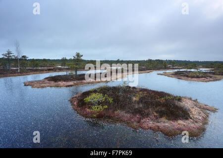 Frozen bog pools in Männikjärve Bog, Estonia Stock Photo