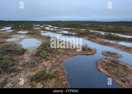 Frozen bog pools in Männikjärve Bog, Estonia Stock Photo