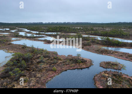 Frozen bog pools in Männikjärve Bog, Estonia Stock Photo