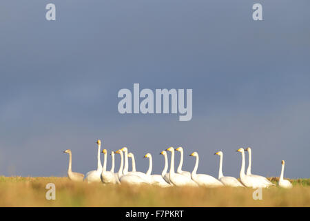 Flock of Whooper Swans with one Bewick’s swan in autumn. Europe Stock Photo