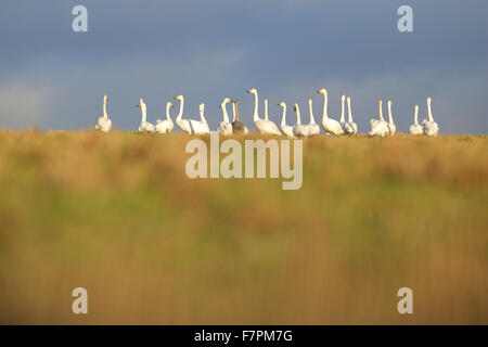 Flock of Whooper Swans with one Bewick’s swan in autumn. Europe Stock Photo