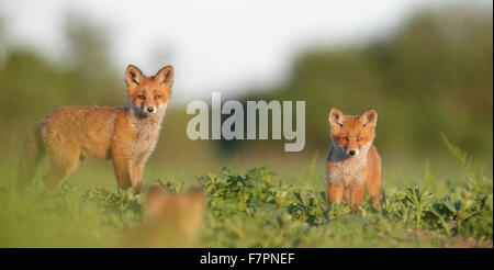 Red Fox kits (Vulpes vulpes). Europe Stock Photo
