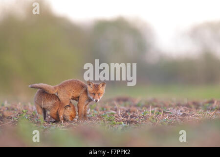 Red Fox kits (Vulpes vulpes). Europe Stock Photo