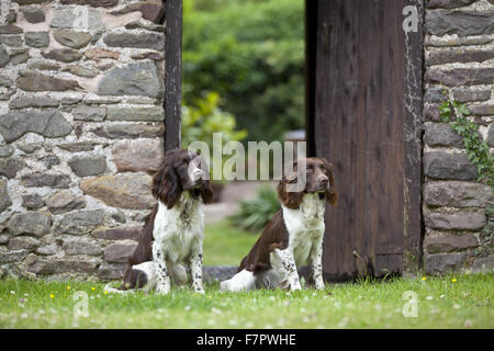 Dogs in the garden of a holiday cottage on the Holnicote Estate, Somerset. Set within Exmoor National Park, Holincote has over 20 square miles of spectacular landscape, and has four stunning holiday cottages available to rent. Stock Photo