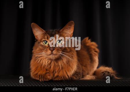 Purebred Ruddy Somali Cat Looking Up Staring At The Camera This Domestic Cat Is Very Smart And Makes An Ideal Family Pet Stock Photo Alamy Purebred Ruddy Somali Cat Looking Up Staring At The Camera This Domestic Cat Is Very Smart And Makes An Ideal Family Pet Stock Photo Alamy