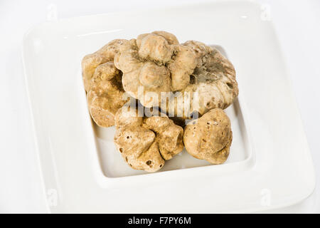 Many white truffles from Piedmont on ceramic plate placed on a white background Stock Photo