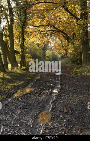 A track through autumnal woodland on the Ashridge Estate, Hertfordshire, in November. Stock Photo