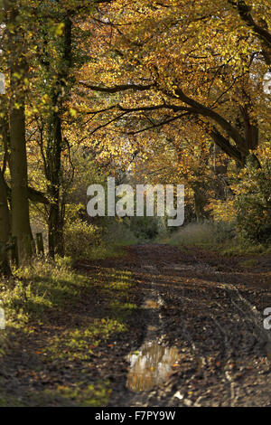A pathway through autumnal woodland on the Ashridge Estate, Hertfordshire, in November. Stock Photo