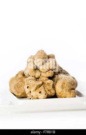 Many white truffles from Piedmont on ceramic plate placed on a white background Stock Photo
