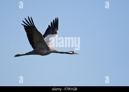 Crane, Grus grus in flight Stock Photo