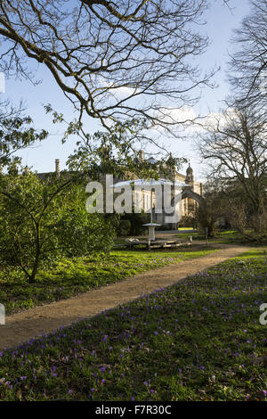 View of the west front of Lacock Abbey, Wiltshire, seen from the woods, with snowdrops and crocuses in bloom along a pathway. Stock Photo