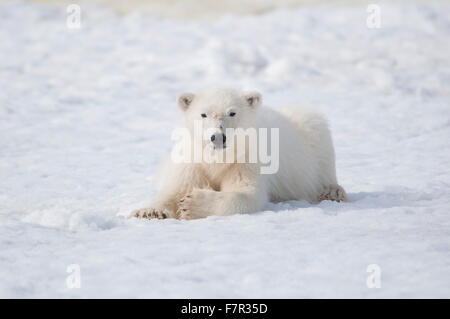 A Polar Bear (Ursus Maritimus) resting on the sea ice in a small bay in Sallyhamna, Spitsbergen, Svalbard Stock Photo