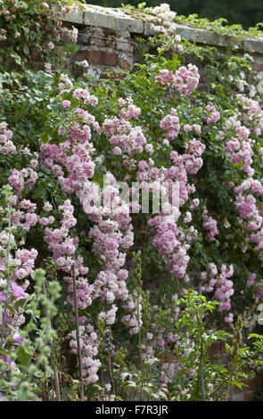 Flowers growing in the garden at Oxburgh Hall, Norfolk. Oxburgh was built in 1482 by the Catholic Bedingfield family. The moated hall is surrounded by nearly 28 hectares of gardens with streams and woodland walks. Stock Photo