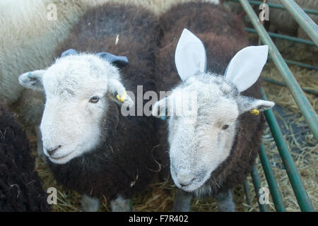 Sheep being exhibited in the Christmas fatstock show held at Uppingham in the county of Uppingham, UK Stock Photo