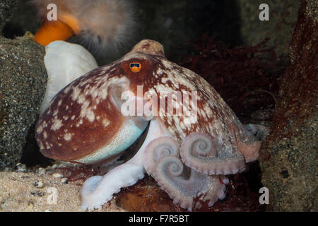 Curled octopus, lesser octopus, horned octopus, Zirrenkrake, Zirren-Krake, Kleiner Krake, Kleiner Octopus, Eledone cirrhosa Stock Photo