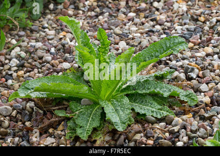 Fuller's teasel, wild teasel, leaf, leaves, Wilde Karde, Blätter, Blattrosette, Blatt, Dipsacus fullonum, Dipsacus sylvestris