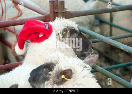 Sheep being exhibited in the Christmas fatstock show held at Uppingham in the county of Uppingham, UK Stock Photo