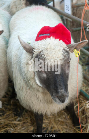 Sheep being exhibited in the Christmas fatstock show held at Uppingham in the county of Uppingham, UK Stock Photo