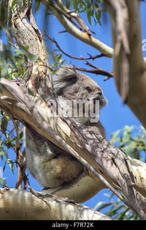 Koala (Phascolarctos cinereus) sitting on an eucalyptus tree on Phillip Island, Victoria, Australia. Stock Photo