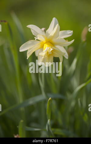 Narcissus 'Sulphur Phoenix', dating from 1820, at Cotehele, Cornwall. Stock Photo