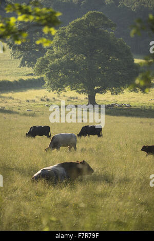Cattle grazing on farmland at Gibside, Tyne & Wear. Gibside was created by one of the richest men in Georgian England, and offers fantastic views, wide open spaces, fascinating historic buildings and ruins. Stock Photo