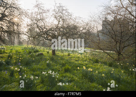 View across the meadow of naturalised daffodils (Narcissus) on the ...