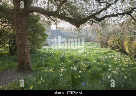 View across the meadow of naturalised daffodils (Narcissus) on the ...