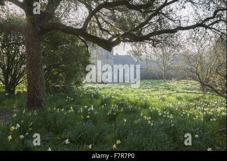 View across the meadow of naturalised daffodils (Narcissus) on the ...