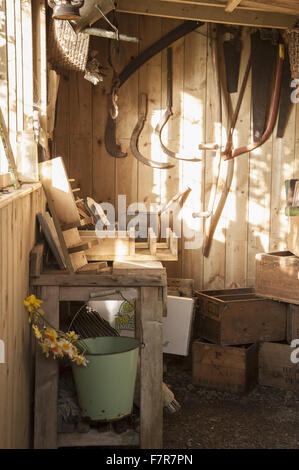 The daffodil (Narcissus) packing shed in the market garden at Cotehele, Cornwall. Stock Photo