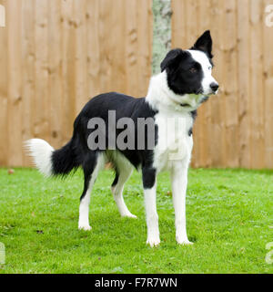 border collie Stock Photo