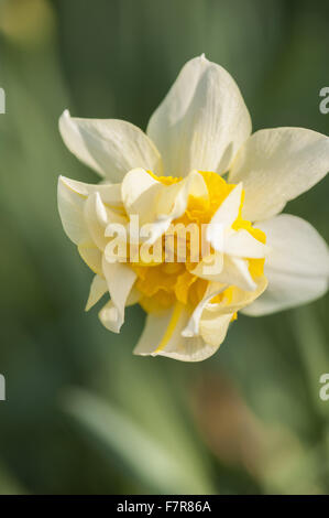 Narcissus 'Butter and Eggs' dating from the 17th century, growing in March, at Cotehele, Cornwall. Stock Photo