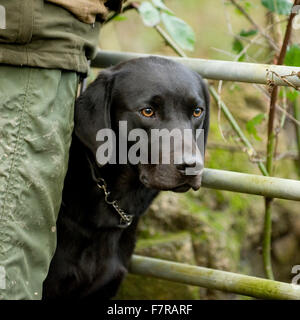 black labrador retriever out on a shoot Stock Photo
