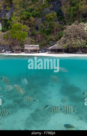 A half underwater picture with tropical fish and a white beach Stock Photo