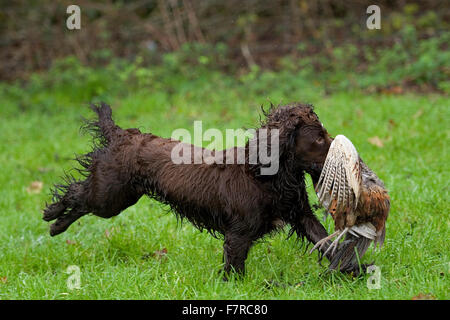 cocker spaniel retrieving a pheasant Stock Photo