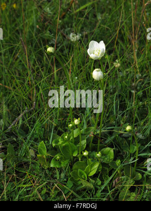 Grass of Parnassus, Sandscale Haws Stock Photo