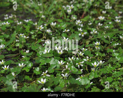 Round-leaved Water Crowfoot, Bramshaw Commons Stock Photo