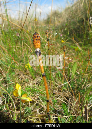 Variegated Horsetail, Sandscale Haws Stock Photo