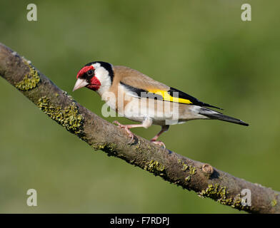Goldfinch, Carduelis carduelis, perched on stick, in garden in Lancashire, England, Stock Photo