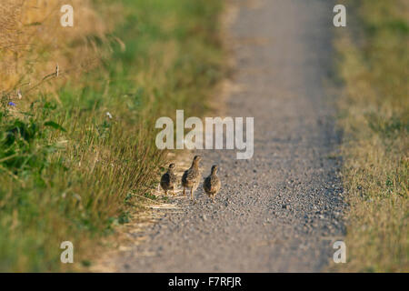 Grey partridge (Perdix perdix) chicks running along road in summer Stock Photo