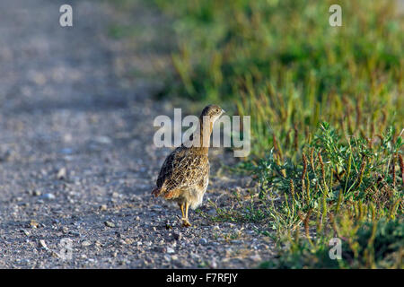 Grey partridge (Perdix perdix) chick running along road in summer Stock Photo