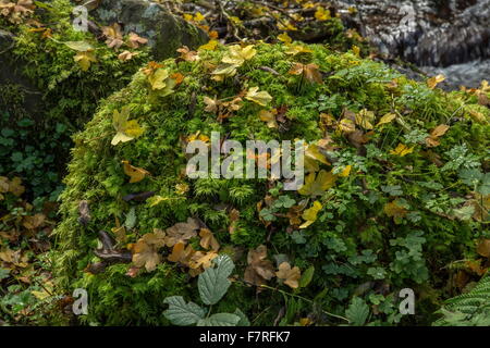 Fallen field-maple leaves on mossy stones in Exmoor stream. East Water, Horner. Stock Photo