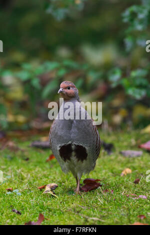 Grey partridge (Perdix perdix) male portrait Stock Photo