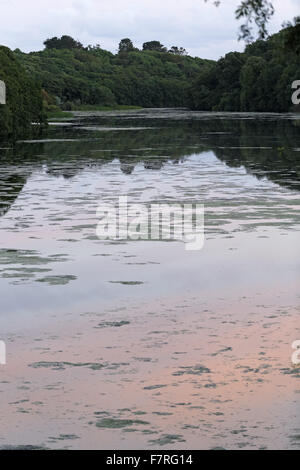 Reflections in the glassy waters of Bosherston Lakes (Bosherston Lily ...