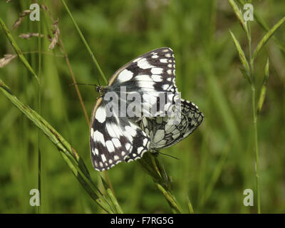 Marbled White butterflies, mating pair Stock Photo