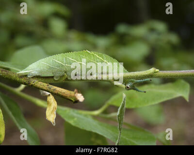 Purple Emperor butterfly larva, feeding. Savernakek Forest, Wiltshire. Stock Photo