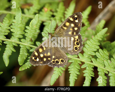 Speckled Wood butterfly, male Stock Photo